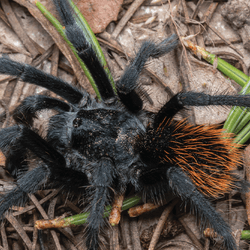 Big black tarantula with long legs and a hairy orange behind.