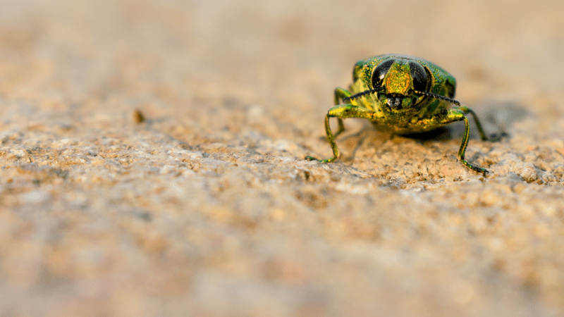 golden jewel beetle with iridescent green and red exoskeleton