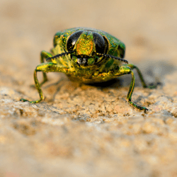 golden jewel beetle with iridescent green and red exoskeleton