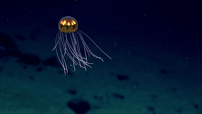A bioluminescent jellyfish seen during exploration of the Marianas Trench Marine National Monument area in the Pacific Ocean on April 24, 2016..