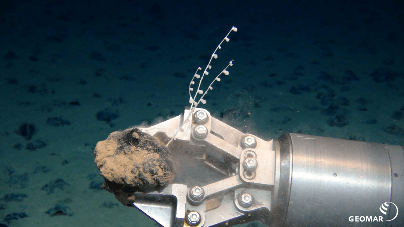 a coral attached to a manganese nodule