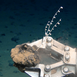 a coral attached to a manganese nodule