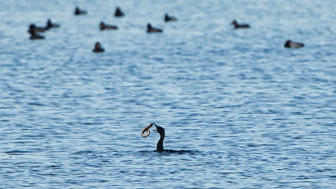 eel theory loch ness eel theory loch ness