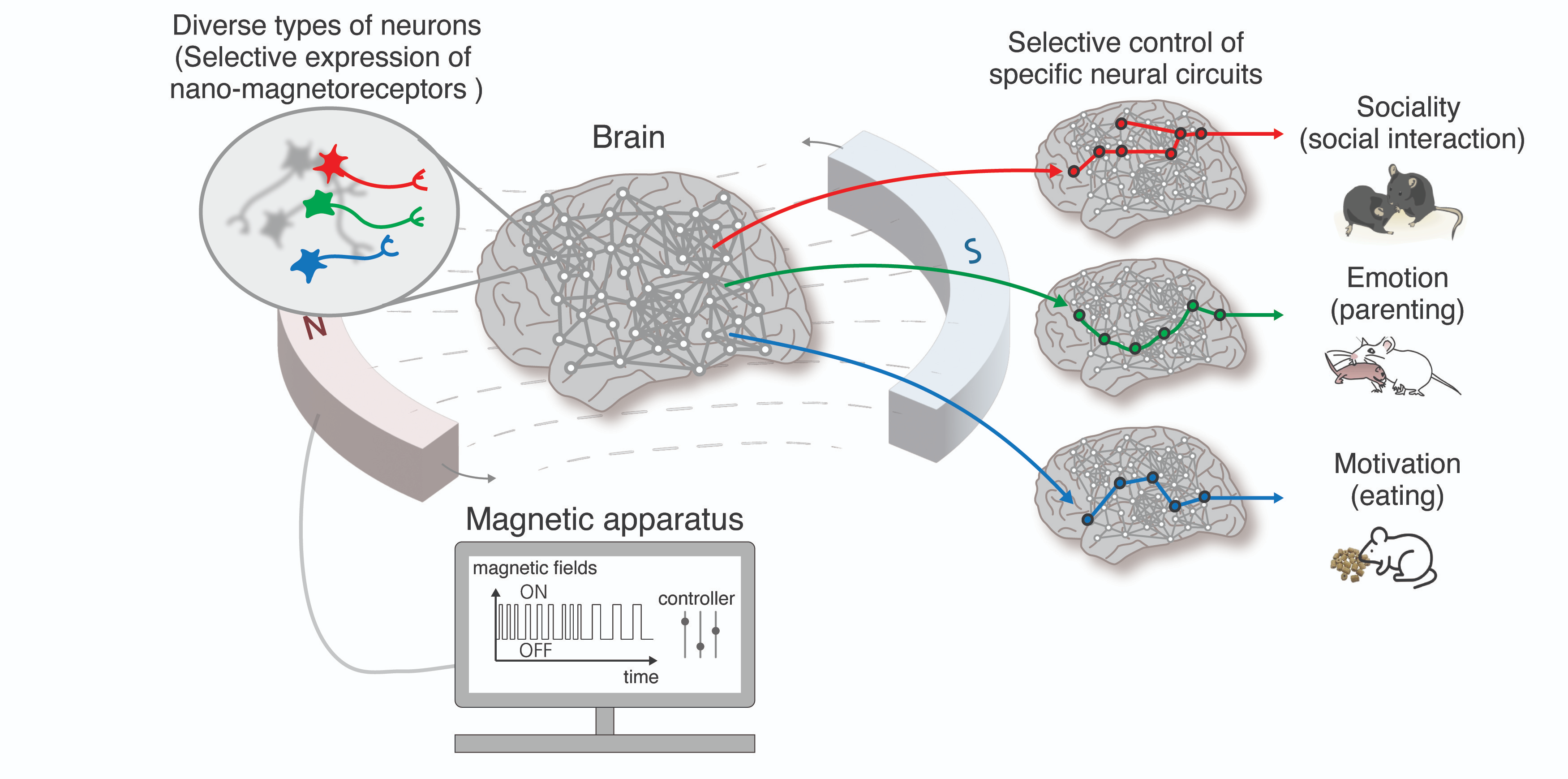 diagram of the nano-MIND technology; a brain is depicted surrounded by a magnetic field created by two magnets linked to a computer-based controller; green, red and blue lines show how different neural circuits are affected and the knock-on behavioural impacts on mice (increased sociality, emotion and motivation) diagram of the nano-MIND technology; a brain is depicted surrounded by a magnetic field created by two magnets linked to a computer-based controller; green, red and blue lines show how different neural circuits are affected and the knock-on behavioural impacts on mice (increased sociality, emotion and motivation)