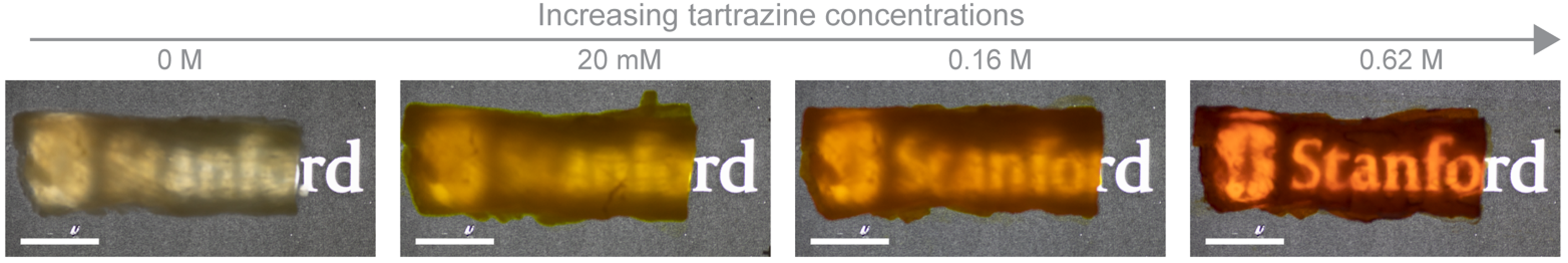 Photographs illustrating the difference in the transparency of chicken breast tissue after soaking in tartrazine solutions with an increasing concentration. Scale bars: 1 cm. Photographs illustrating the difference in the transparency of chicken breast tissue after soaking in tartrazine solutions with an increasing concentration. Scale bars: 1 cm.
