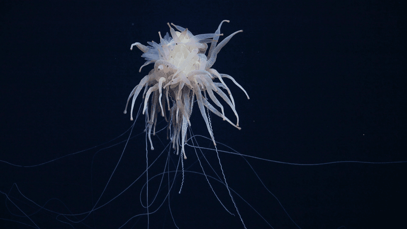 A rarely seen Bathyphysa conifera, commonly known as the flying spaghetti monster. It has ghostly white tendrils and logs of leg-like appendages.