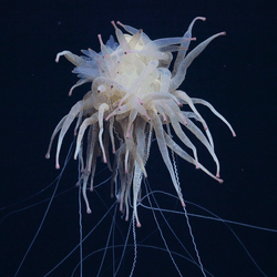 A rarely seen Bathyphysa conifera, commonly known as the flying spaghetti monster. It has ghostly white tendrils and logs of leg-like appendages.
