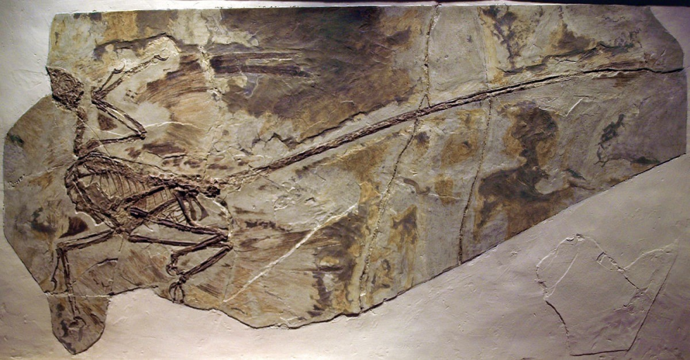 Microraptor gui fossil Microraptor gui fossil