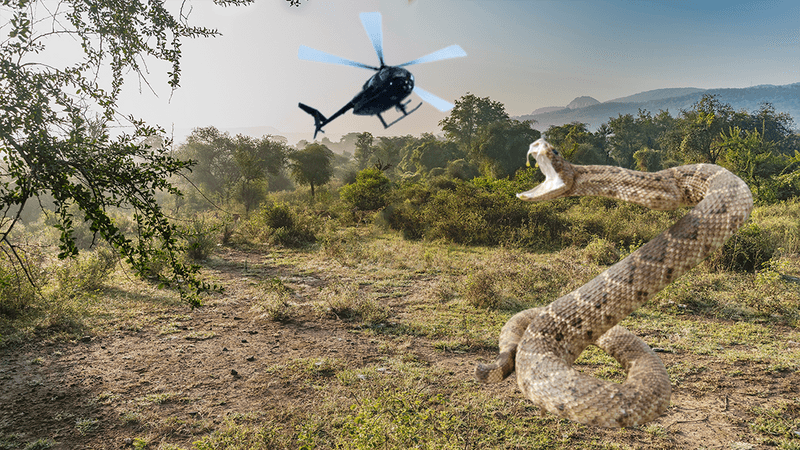 A Photoshopped image of a massive snake attacking a helicopter in the jungle.