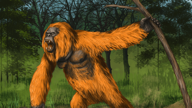 Prehistoric primates gigantopithecus in nature. Giant orangutan. Digital illustration with ancestor of human.