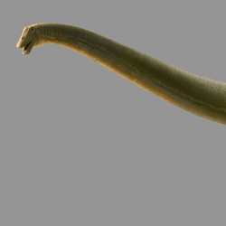 Gnatalie the green-boned dinosaur reconstruction