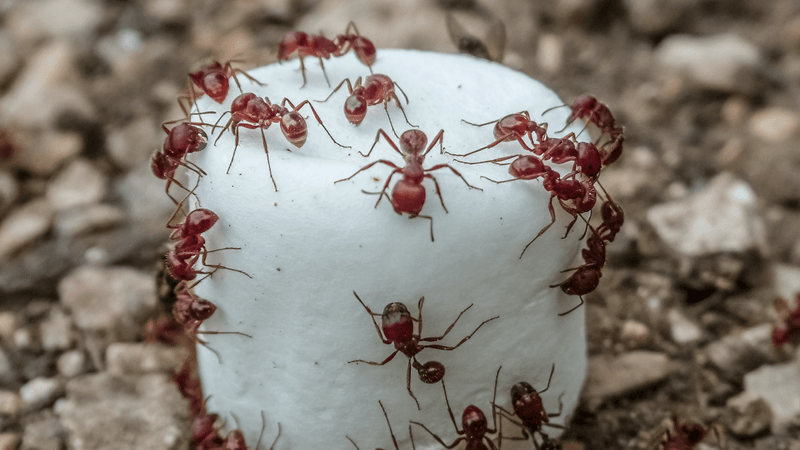 harvester ants swarming over a marshmallow on gravel