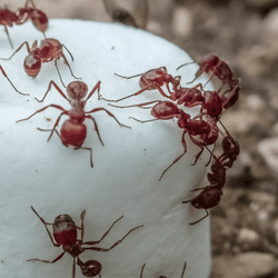 harvester ants swarming over a marshmallow on gravel