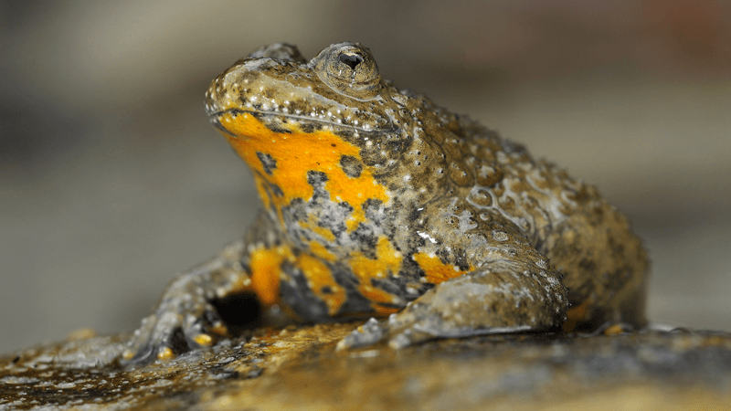 a yellow bellied toad with heart shaped pupils