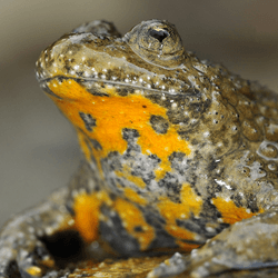 a yellow bellied toad with heart shaped pupils
