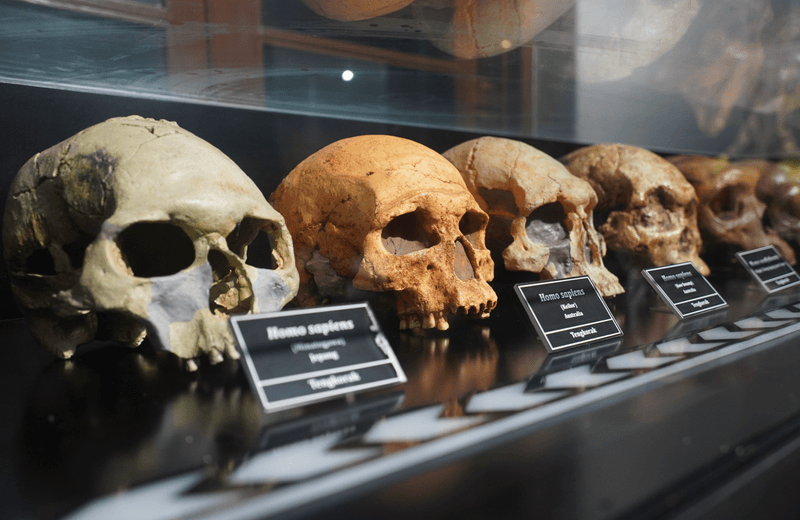  Exhibition displays about human hominin skulls and ancient prehistoric animals displayed at the Bandung Geological Museum
