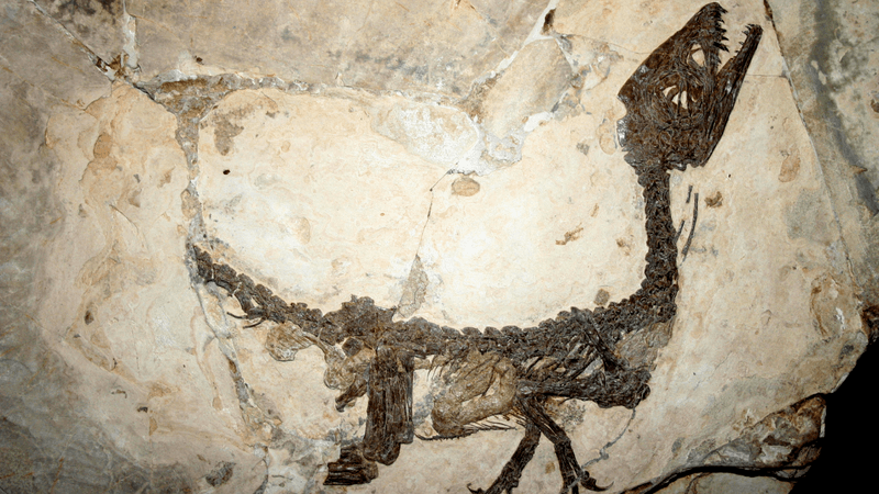 Scipionyx samniticus theropod dinosaur fossil