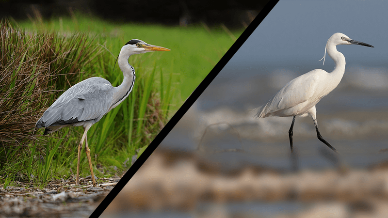 A grey heron (Ardea cinerea) on the right and a little egret (Egretta garzetta) on the left.