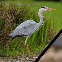 A grey heron (Ardea cinerea) on the right and a little egret (Egretta garzetta) on the left.