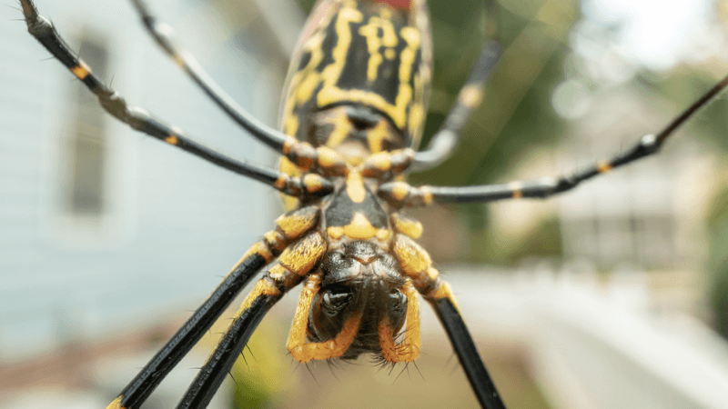 a joro spider up close