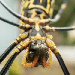 a joro spider up close