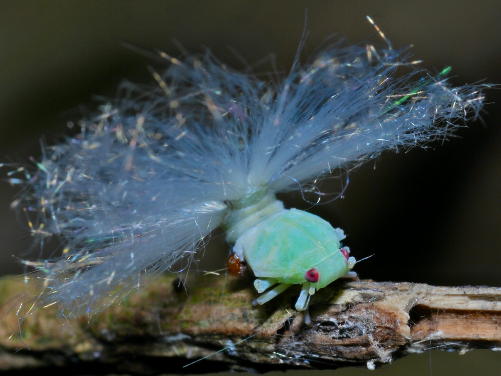 a planthopper nymph expelling wax from its rear end a planthopper nymph expelling wax from its rear end