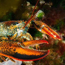 a lobster on the seabed 