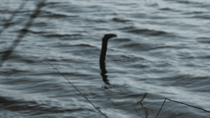 loch ness monster european eel