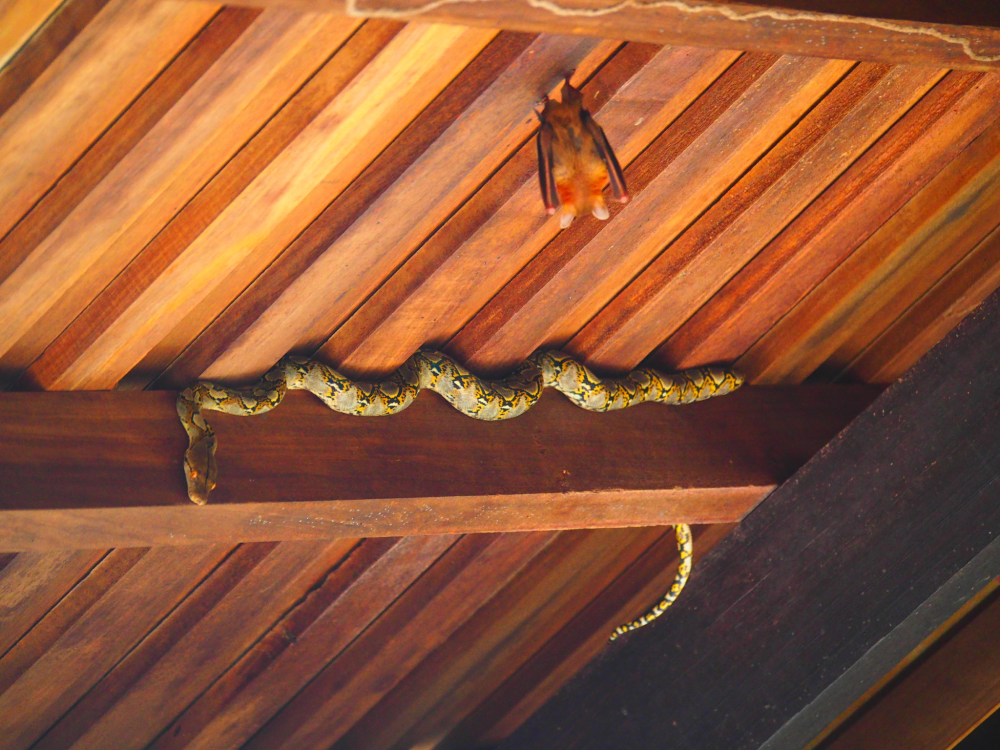 longest snake in the world longest snake in the world
