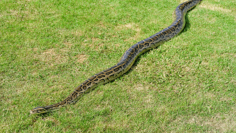 longest snake in the world