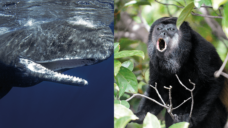 sperm whale underwater with its mouth open (left); howler monkey sitting in a tree with its mouth open (right)