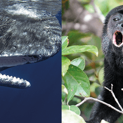 sperm whale underwater with its mouth open (left); howler monkey sitting in a tree with its mouth open (right)