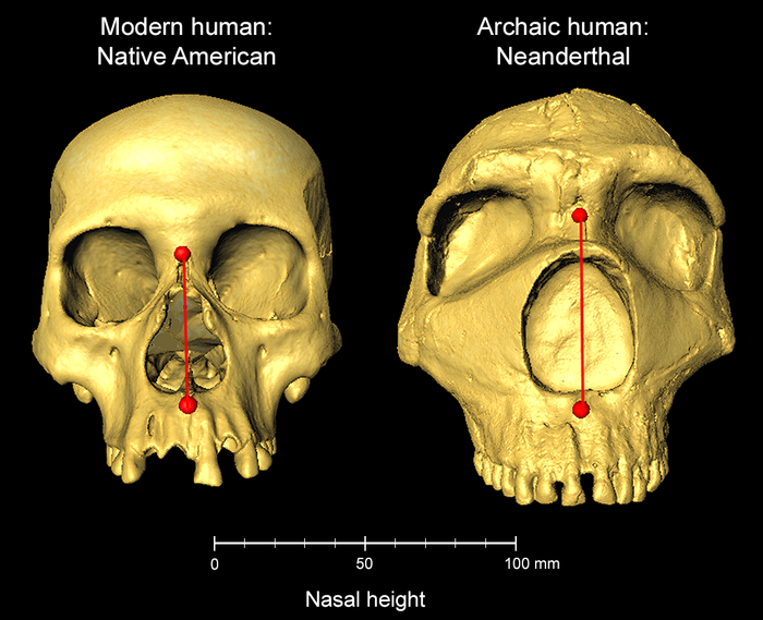 Neanderthal human skulls nose size Neanderthal human skulls nose size