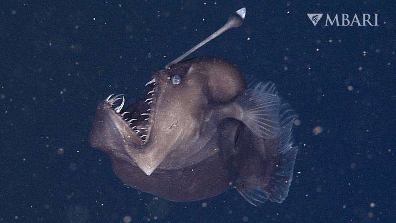 mariana trench animals black seadevil