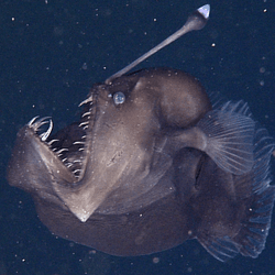 mariana trench animals black seadevil