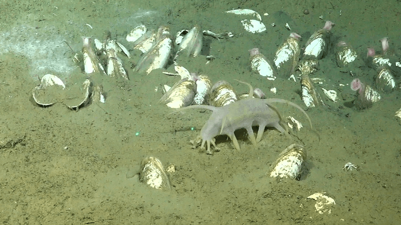 A microbial mat, clams, and a sea pig spotted around a methane seep the seafloor.