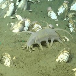 A microbial mat, clams, and a sea pig spotted around a methane seep the seafloor.