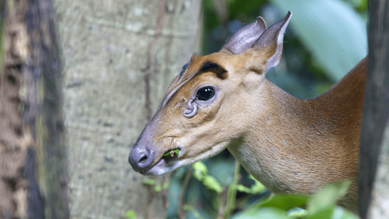 muntjac deer scent glands