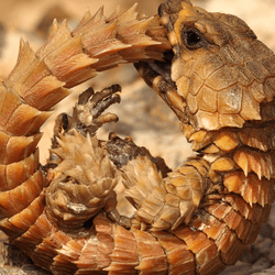 A young Armadillo Girdled Lizard (Ouroborus cataphractus) biting its self