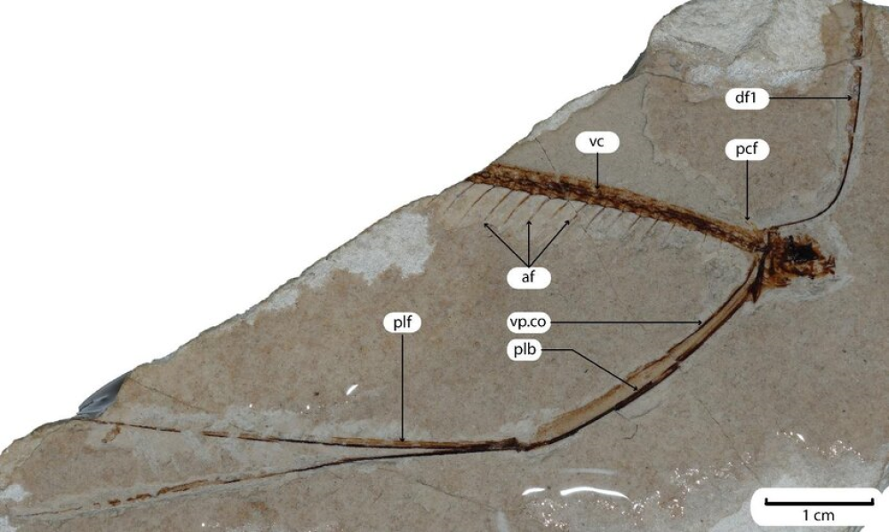 "Pegasus" volans, MCSNV T.293. Photograph of the entire specimen. "Pegasus" volans, MCSNV T.293. Photograph of the entire specimen.