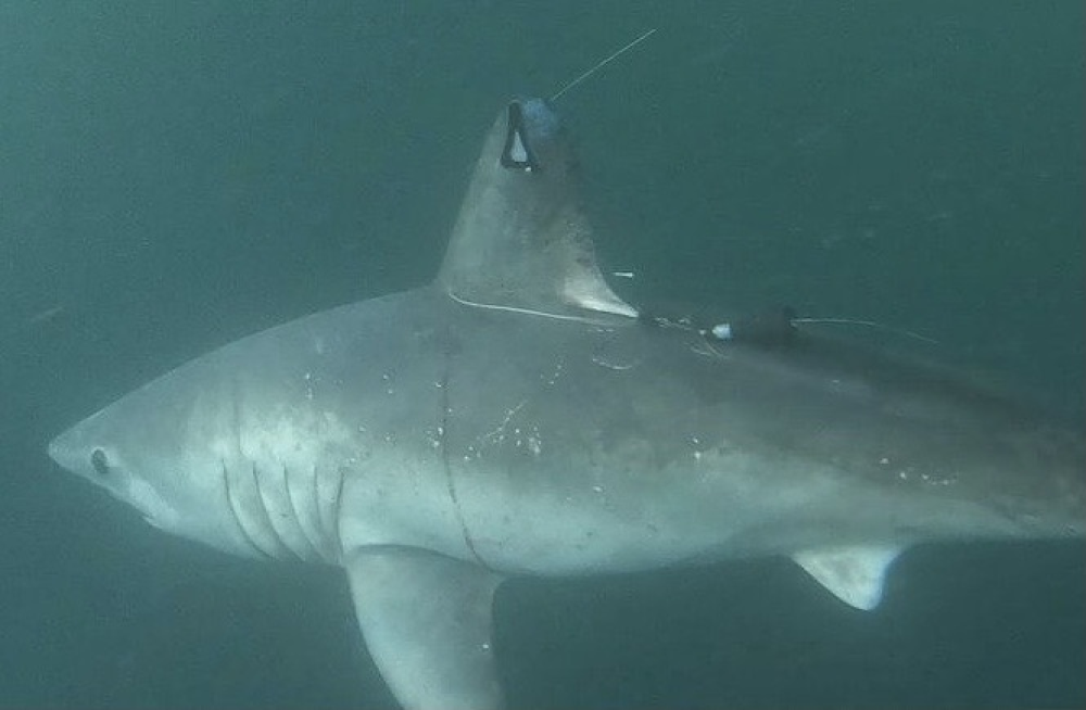 a porbeagle shark that has been tagged a porbeagle shark that has been tagged