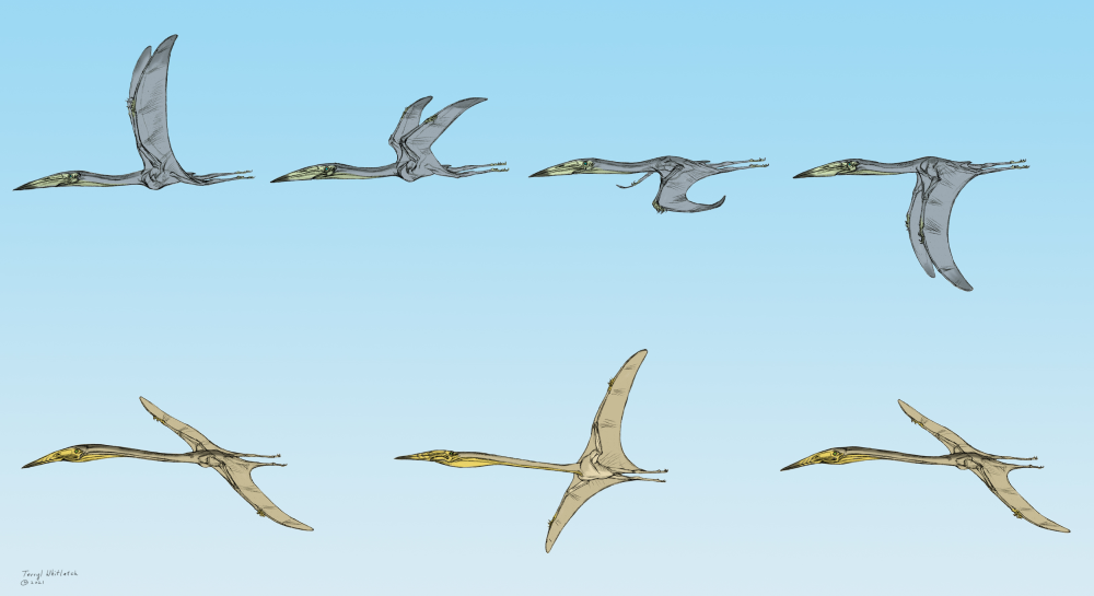 pterosaurs demonstrating flapping versus soaring flight styles pterosaurs demonstrating flapping versus soaring flight styles