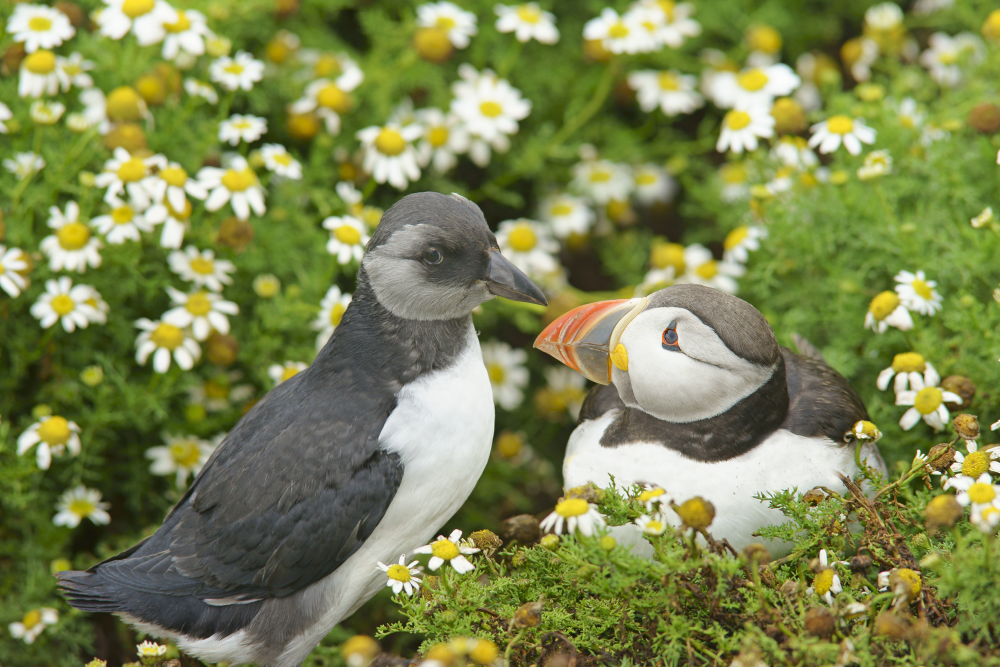 a puffling chick with its puffin parent a puffling chick with its puffin parent
