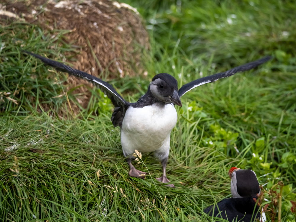 a puffling stretching its wings a puffling stretching its wings