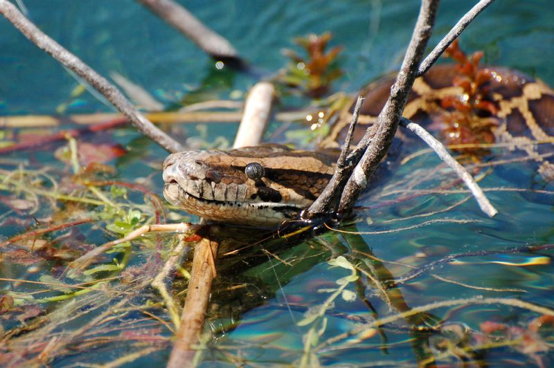Burmese Python snake pokes its head out of the swamp water in the Flordai Everglades