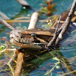Burmese Python snake pokes its head out of the swamp water in the Flordai Everglades