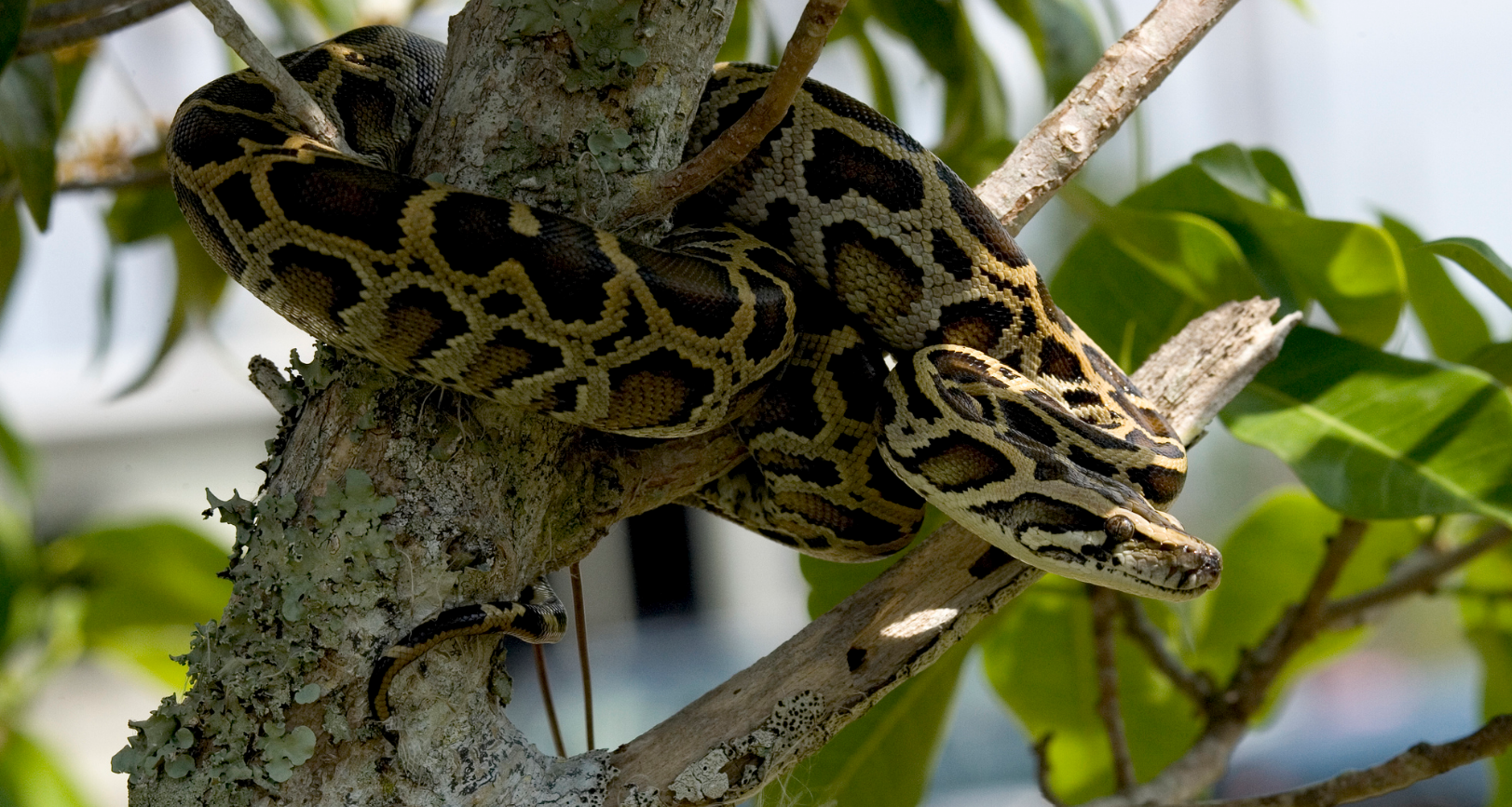 Burmese python in a tree at the Everglades National Park in Florida. Burmese python in a tree at the Everglades National Park in Florida.