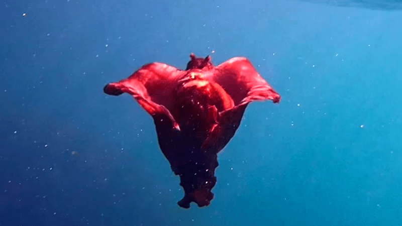 A red sea hare swims underwater. The creature is floaty with bright red skirts and two small ear-like structures on its head.