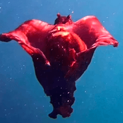 A red sea hare swims underwater. The creature is floaty with bright red skirts and two small ear-like structures on its head.