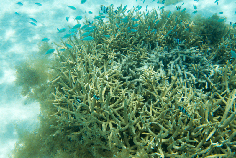 A coral scene in the Great Barrier REef, AUstralia.
